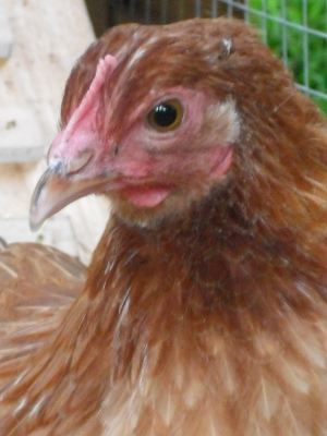 Frances 1.jpg