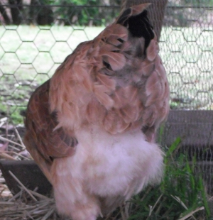 Frances With The Fluffy Bottom.JPG