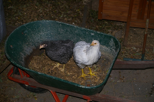 Two Fat Hens.jpg