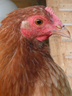 An Intelligent Chook.jpg