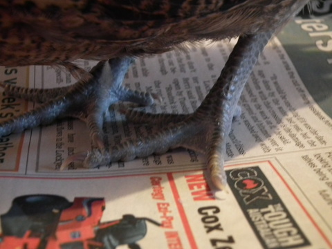 this chick has beautiful legs.jpg