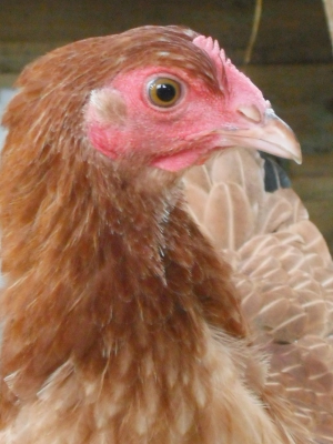 Lady Frances.jpg