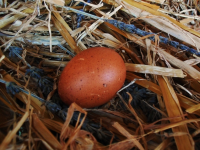 My First Marans Egg.jpg