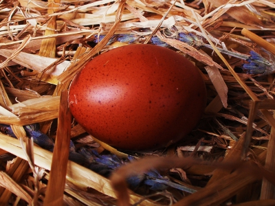 Marans Egg No 3.jpg