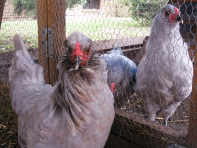Your Father's Taken Off With THAT Hen And Left Me To Raise You Boys On My Own.jpg