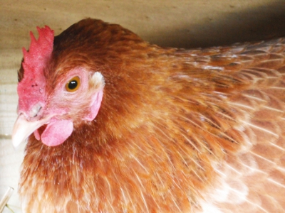 Lady Frances Lays An Egg Photo 6.jpg