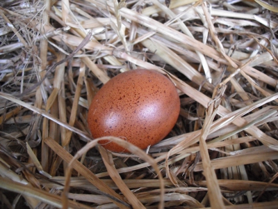 Lady Frances Lays An Egg Photo 5.jpg