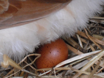 Lady Frances Lays An Egg Photo 4.jpg