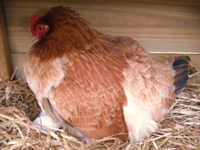 Lady Frances Lays An Egg Photo 2.jpg