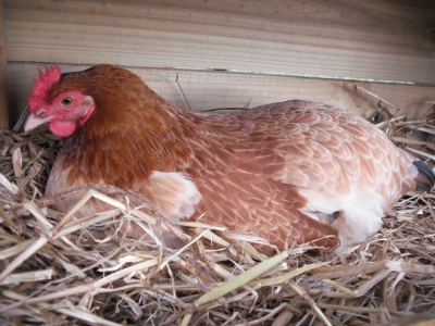 Lady Frances Lays An Egg Photo 1.jpg