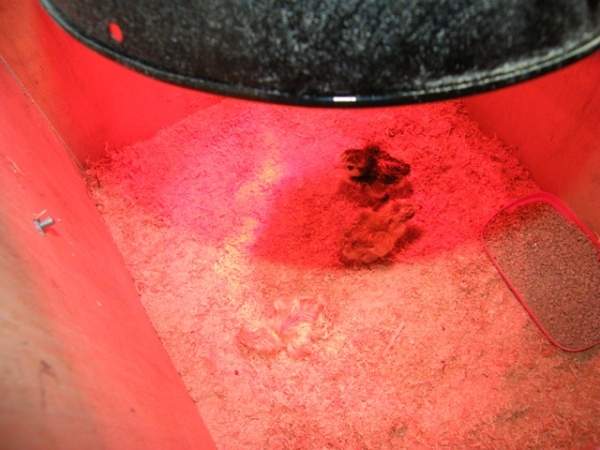 DSCF7518.JPG