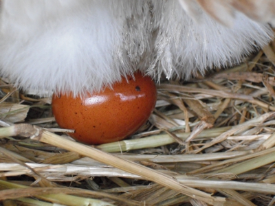Freshly Laid From Lady Frances' Fluffy Bottom.jpg