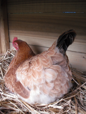 Rear View of Lady Frances Laying Her Egg Today.jpg