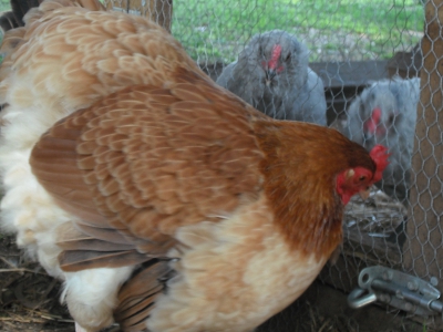 Rooster Behaviour.jpg