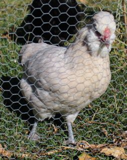 Araucana.jpg