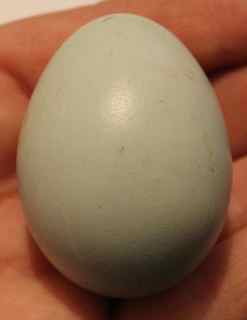 Blue egg.jpg