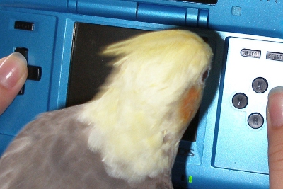 Game Bird.jpg