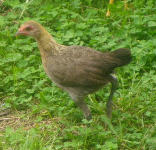 modern game pullet.jpg