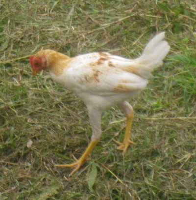 modern game cockerel.jpg