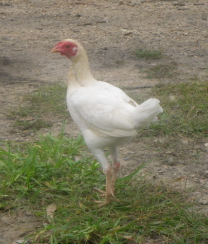 modern game hen2.jpg