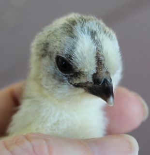 araucana chick 31-3-12.jpg