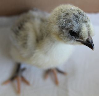 araucana chick2 31-3-12.jpg