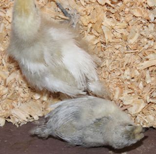 araucana chick3 31-3-12.jpg