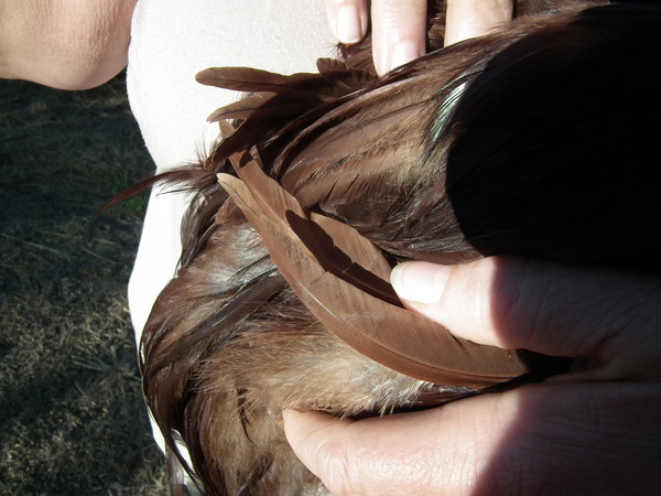feathers.jpg