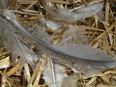 Moulting Lavender Araucana Feathers.jpg