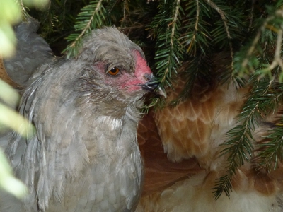 The Pretty One In Moult.jpg
