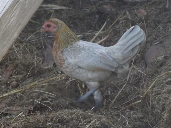 wild bantam.jpg