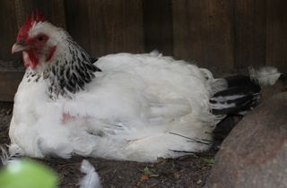 moulting.jpg