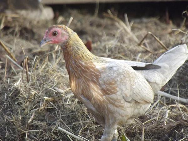 wild bantam 3.jpg