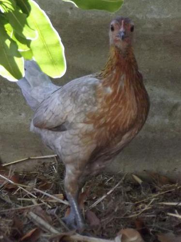 wild bantam 5.jpg