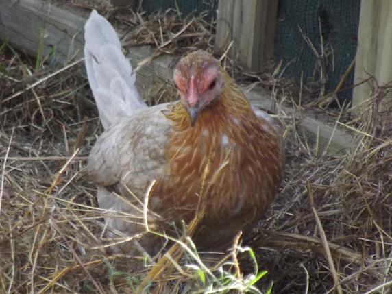wild bantam 4.jpg