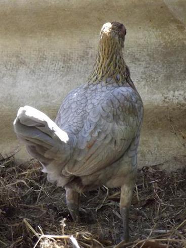 wild bantam 6.jpg
