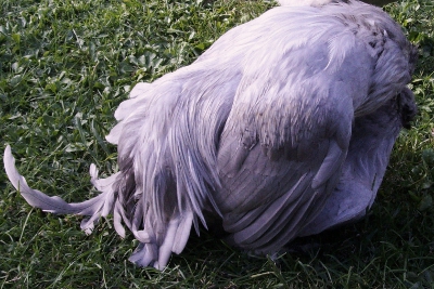 Hen In A Submissive Position.jpg