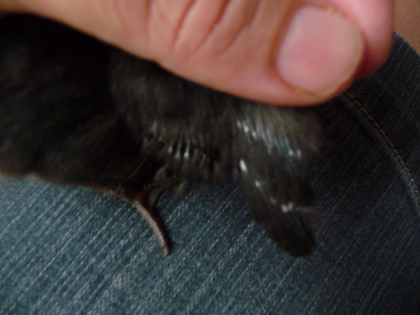 Female Chicken Feathers.JPG