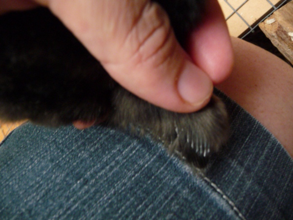 Male chicken feathers.JPG
