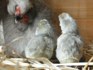 Hi, Mum, we are finally here....jpg