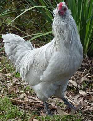 Lavender Araucana Cockerel.JPG