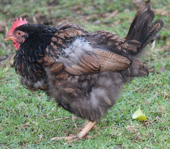 barnie moult.jpg