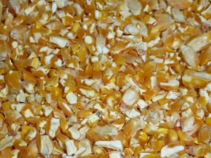 Cracked Corn Crushed Maize.JPG