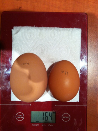 100 Gram Egg - Lacey - 17 April 2012.jpg