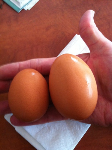 95 Grams Egg - Lacey - 21 March 2012.jpg