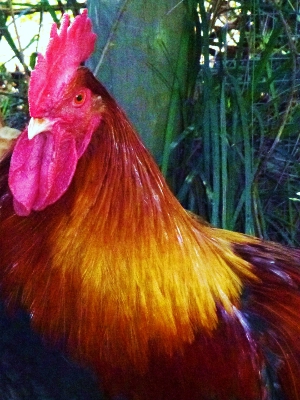 Marans Rooster 1.jpg