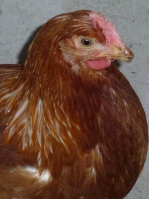 Beaky 2.JPG