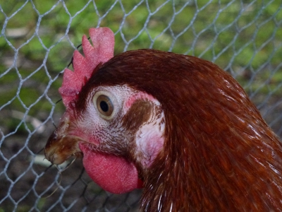 Beaky 1.JPG