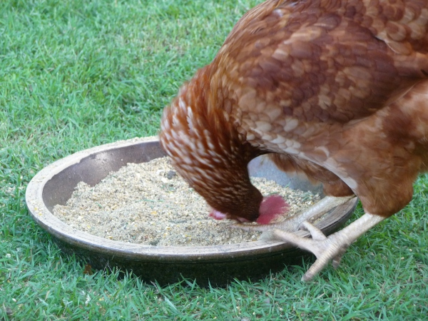 Becky eating upside-down.JPG