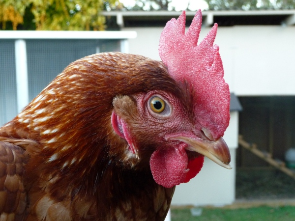 Becky.JPG